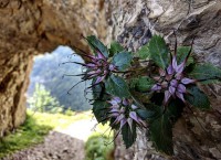 14 Uscita Momo Trekking Sentiero Delle Meatte Monte Grappa 07 luglio 2019